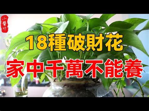 門口種雞蛋花風水|為何雞蛋花能改善家居運勢？